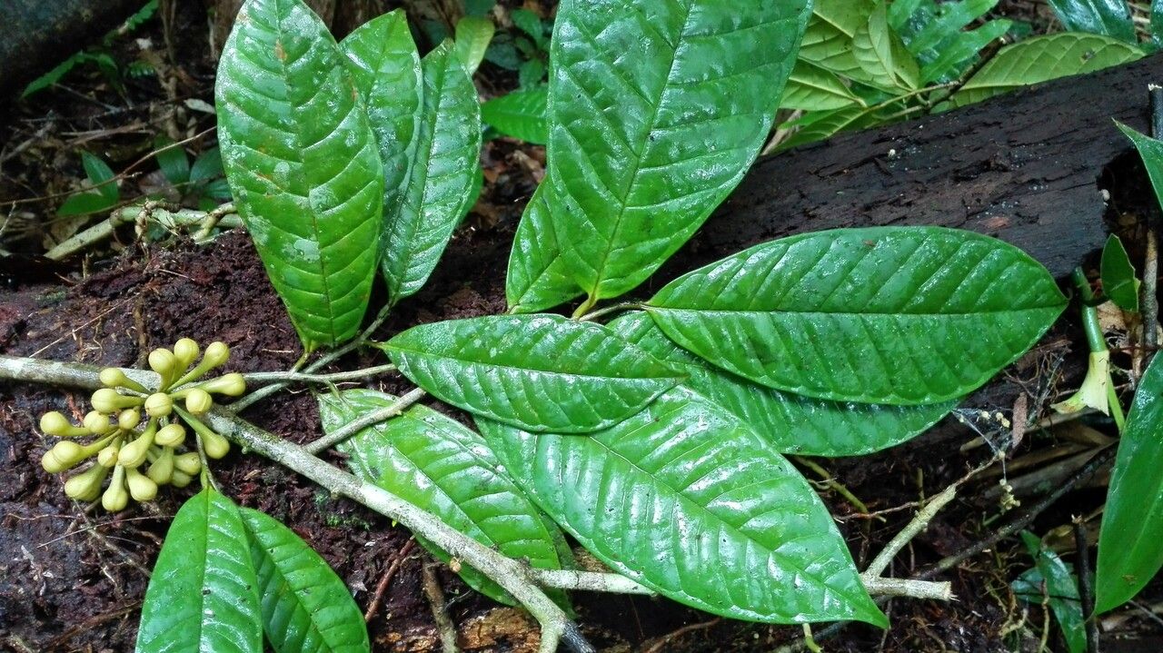 Anaxagorea phaeocarpa leaf