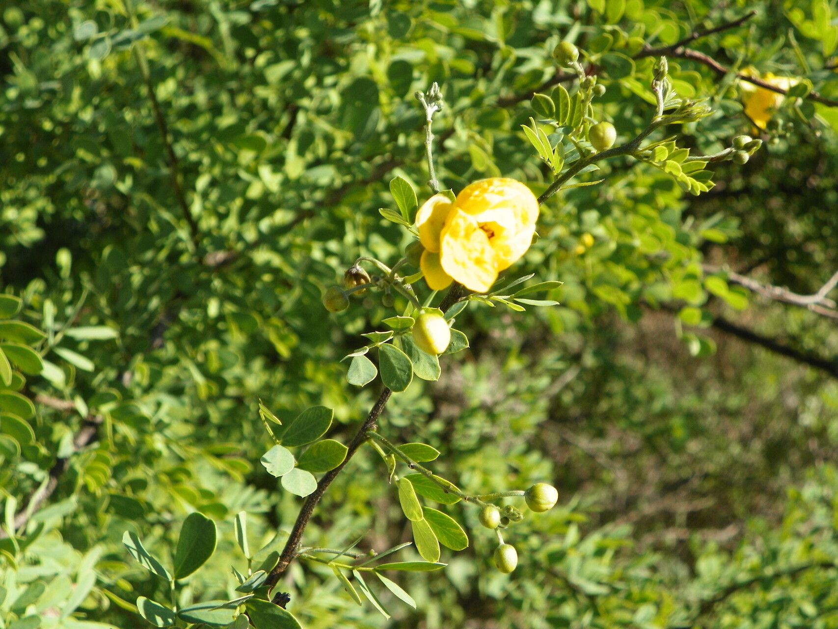 Senna wislizeni flower