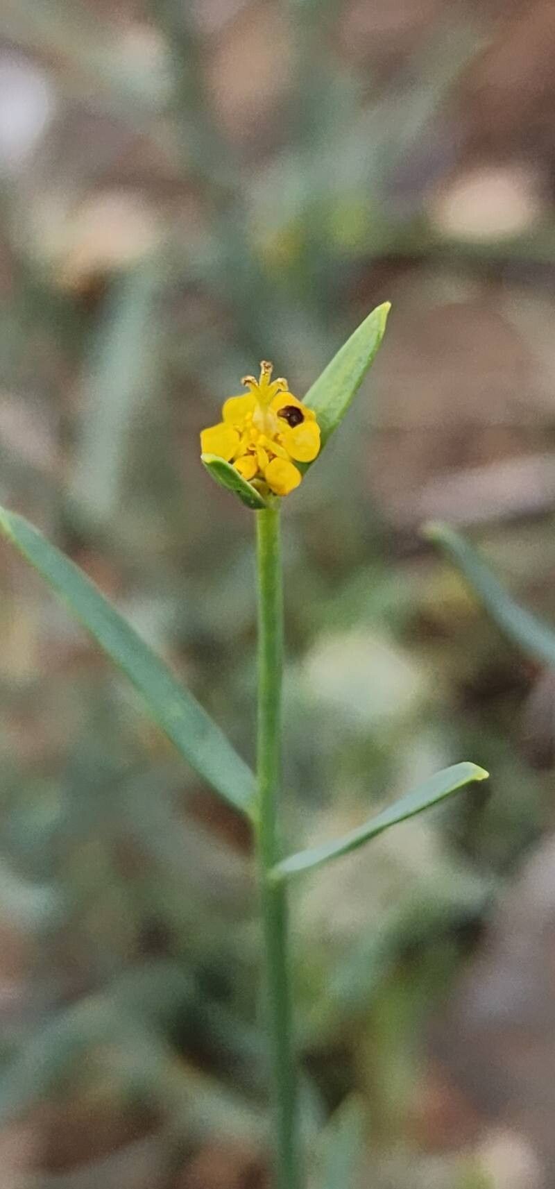 Euphorbia gedrosiaca flower