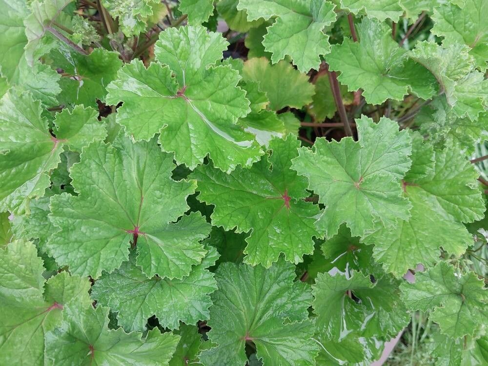 Pelargonium mossambicense — houseplant care guide