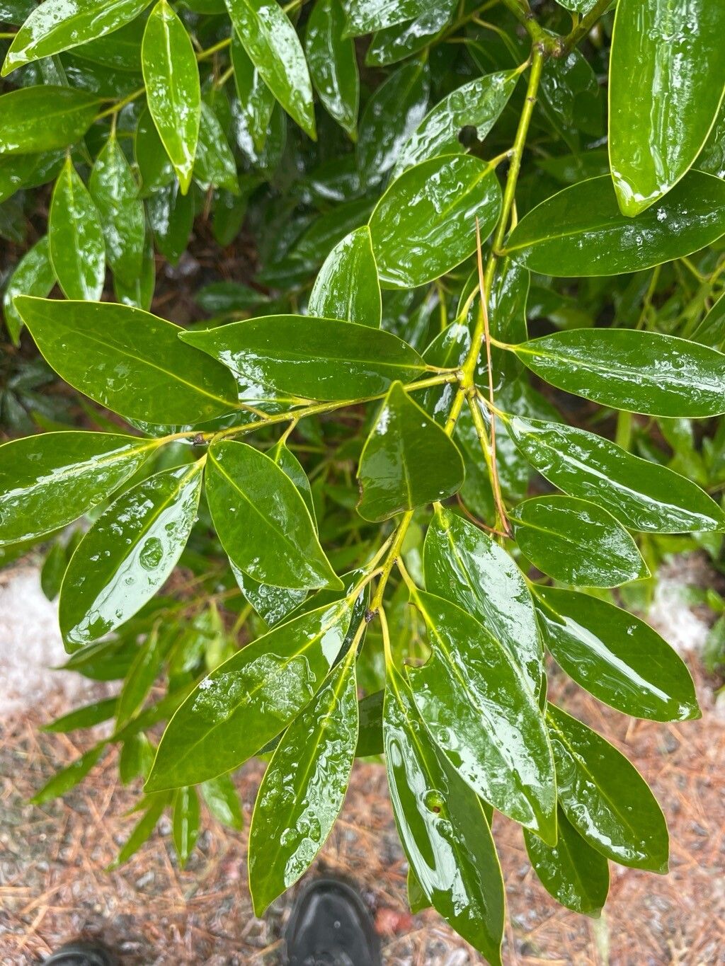 Ilex integra — search result for 'Ilex'