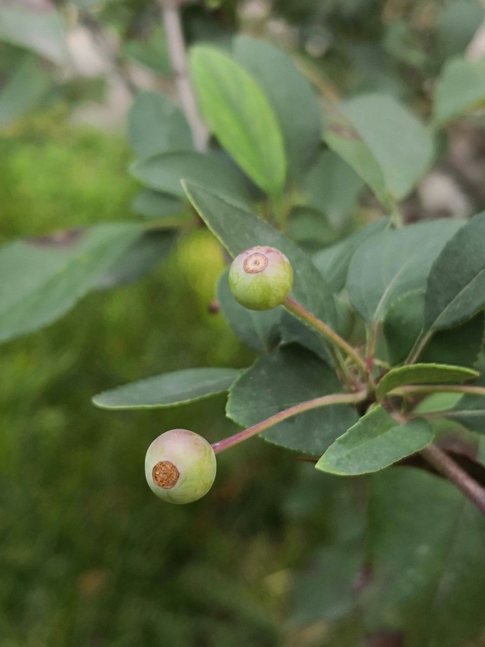 Malus halliana fruit