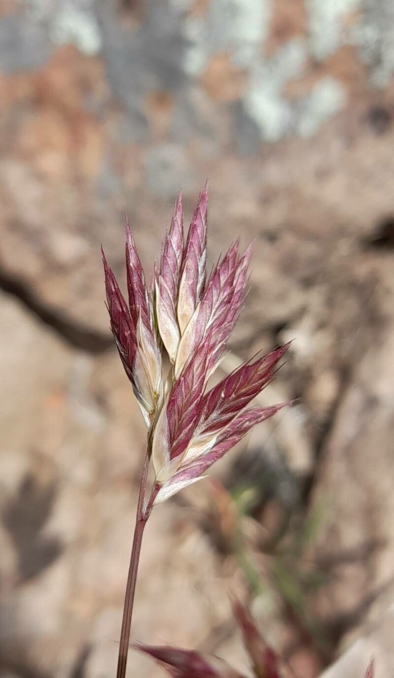 Erioneuron pilosum flower