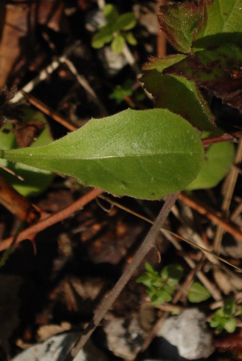 Krigia virginica — search result for 'Eastern and central North America'