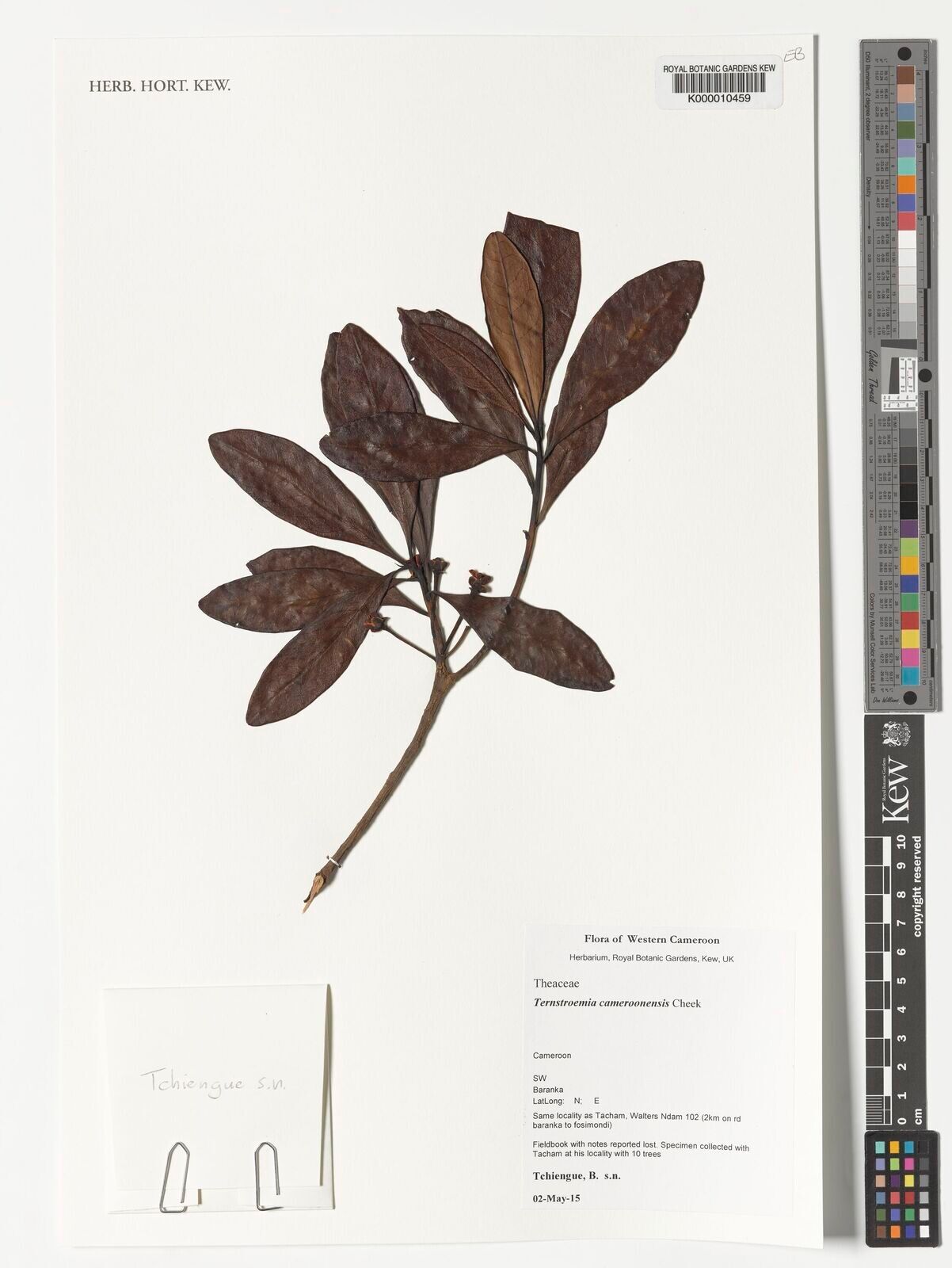Ternstroemia cameroonensis — related species from the same genus