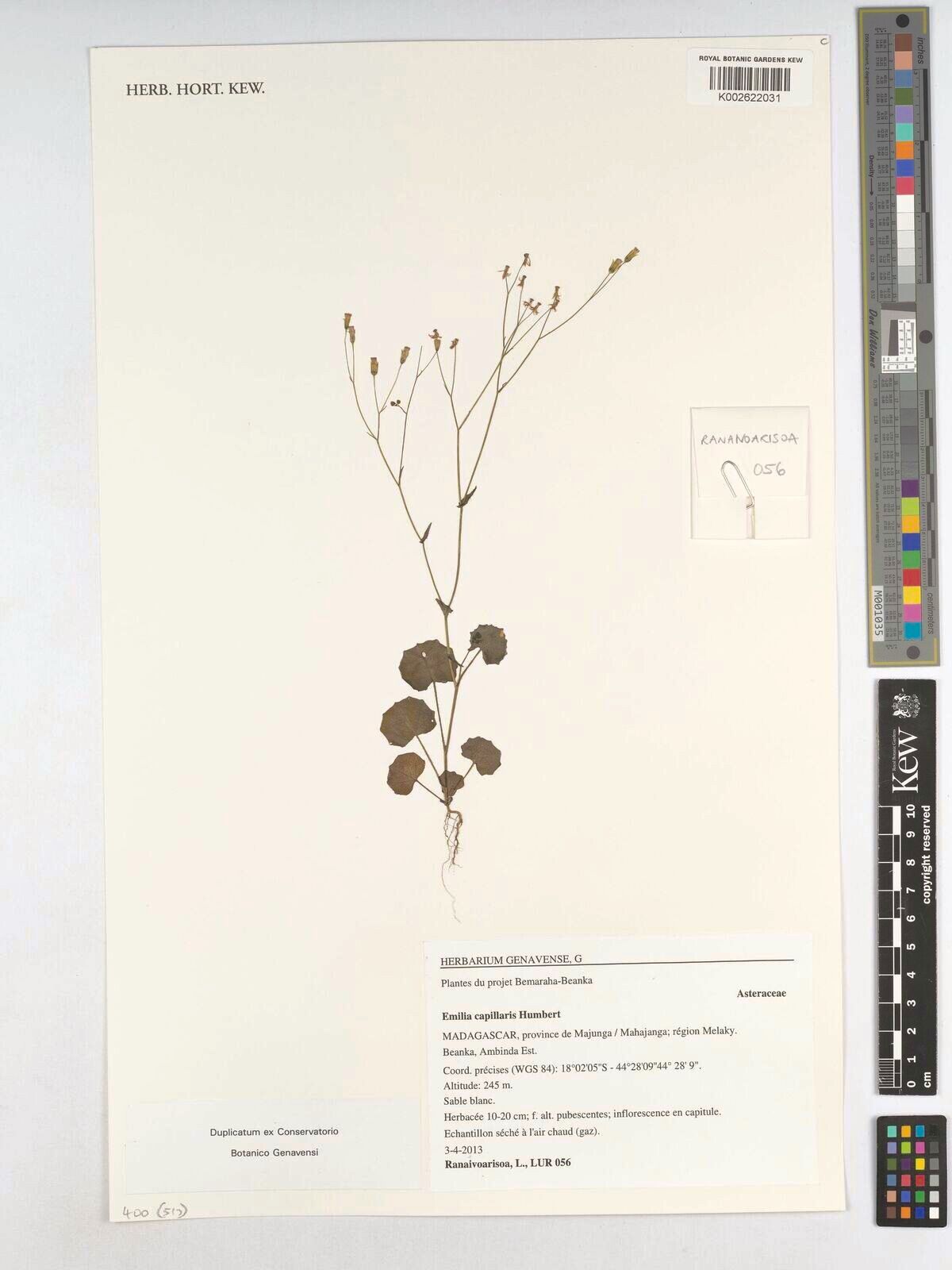 Emilia capillaris — houseplant care guide