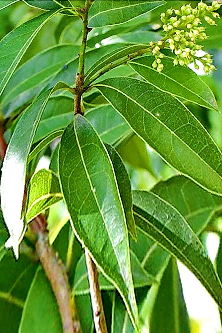 Meliosma dentata — houseplant care guide