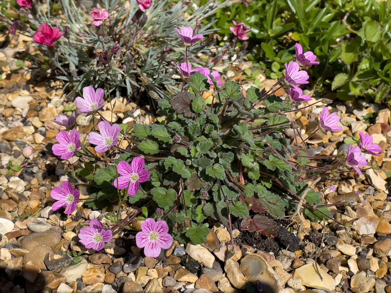 Erodium boissieri habit