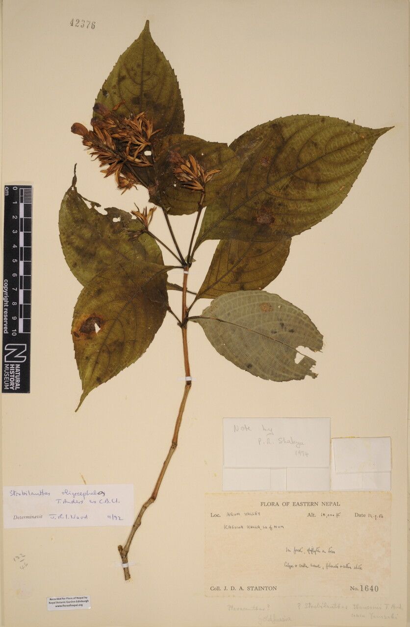 Strobilanthes oligocephala — search result for 'Strobilanthes'