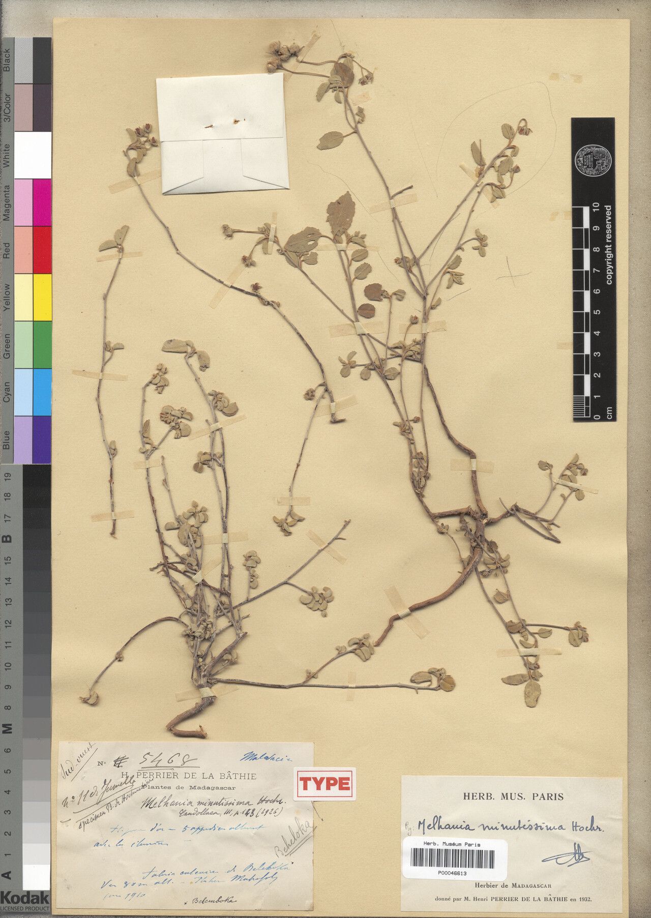 Melhania minutissima — houseplant care guide