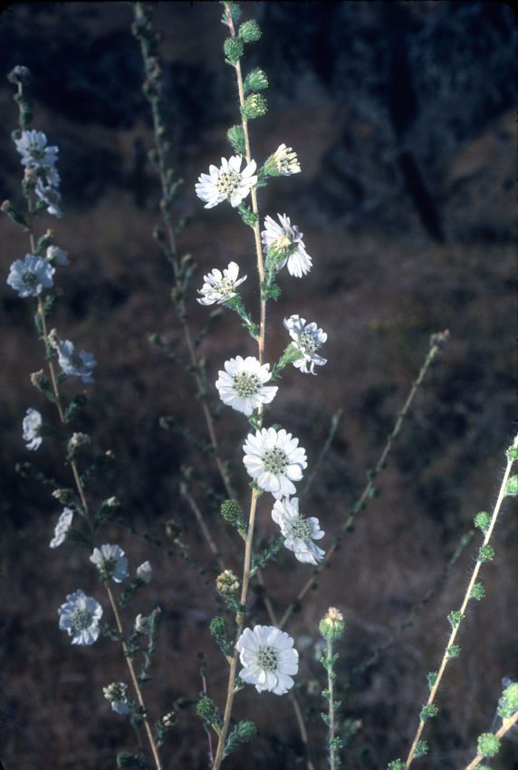 Blepharizonia plumosa — related species from the same genus