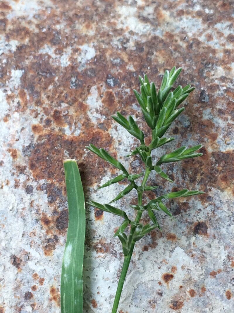 Sclerochloa dura flower