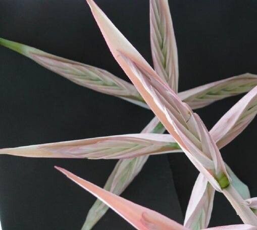 Tillandsia mirabilis — search result for 'Mirabilis'