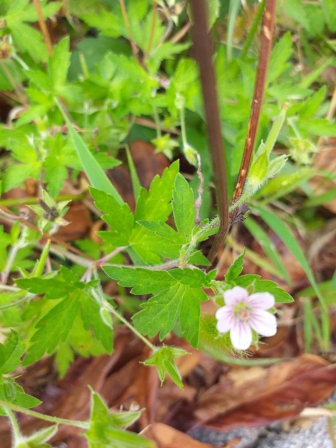Geranium sibiricum leaf