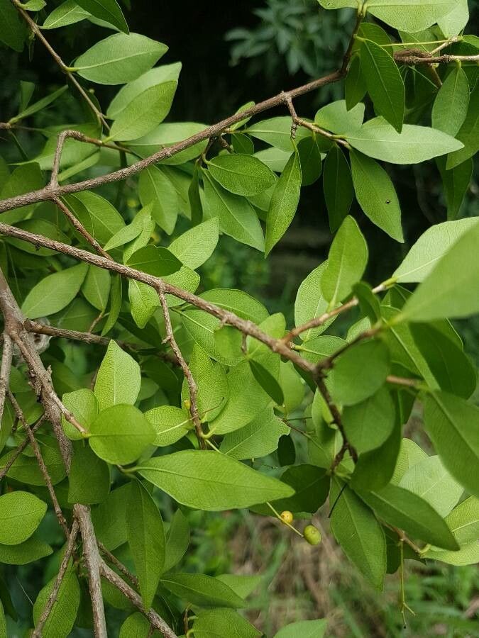 Myrcia laruotteana leaf