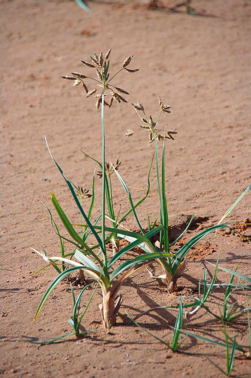 Bolboschoenus glaucus — related species from the same genus