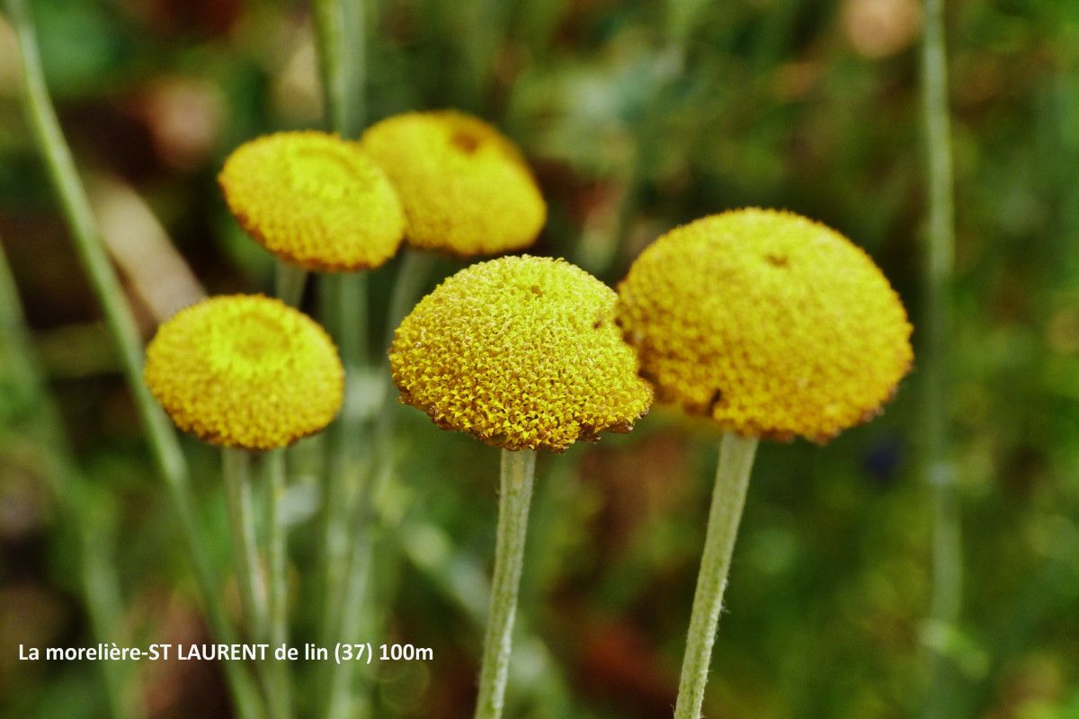 Cotula anthemoides — related species from the same genus