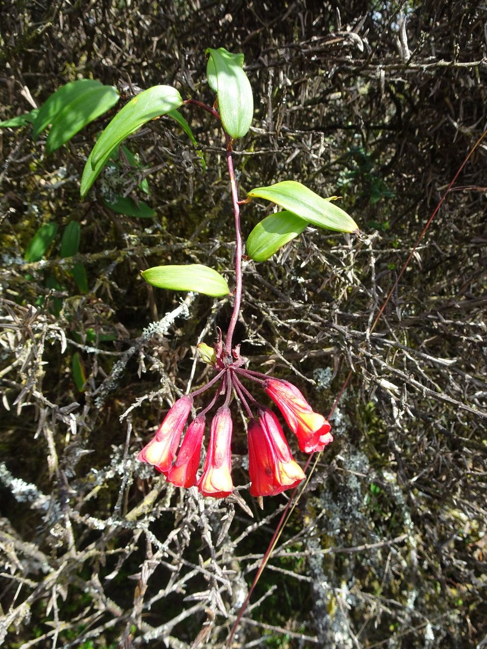 Bomarea crassifolia habit