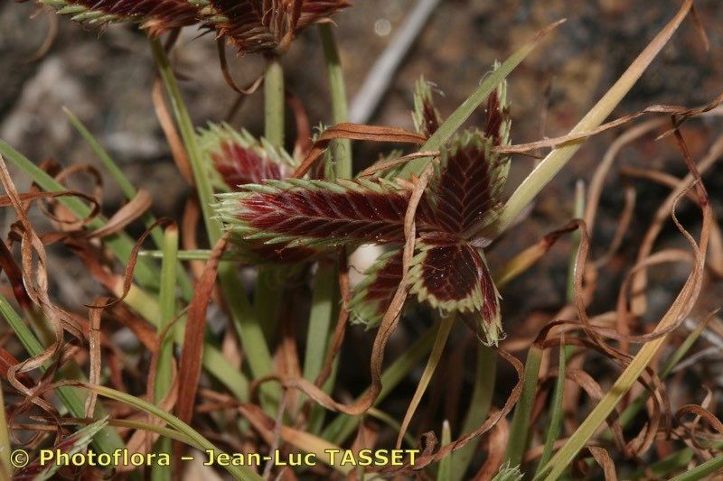 Cyperus teneriffae — houseplant care guide