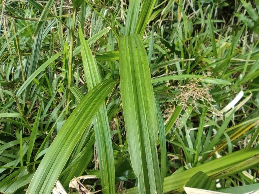 Scleria sieberi leaf