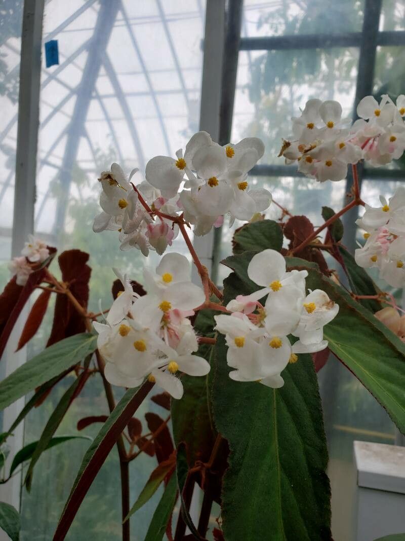 Begonia juliana flower