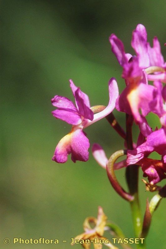 x Orchidactyla penzigiana flower