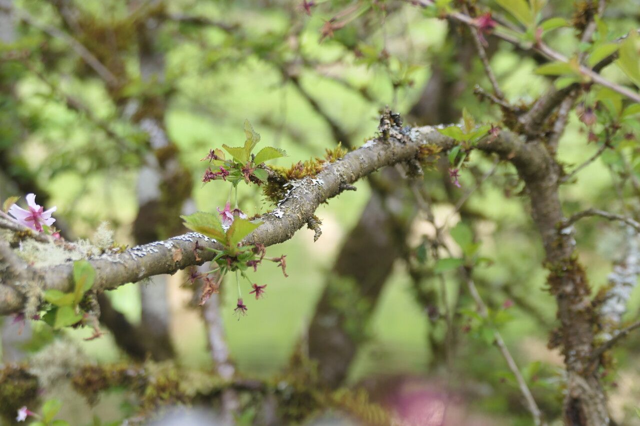 Prunus incisa bark