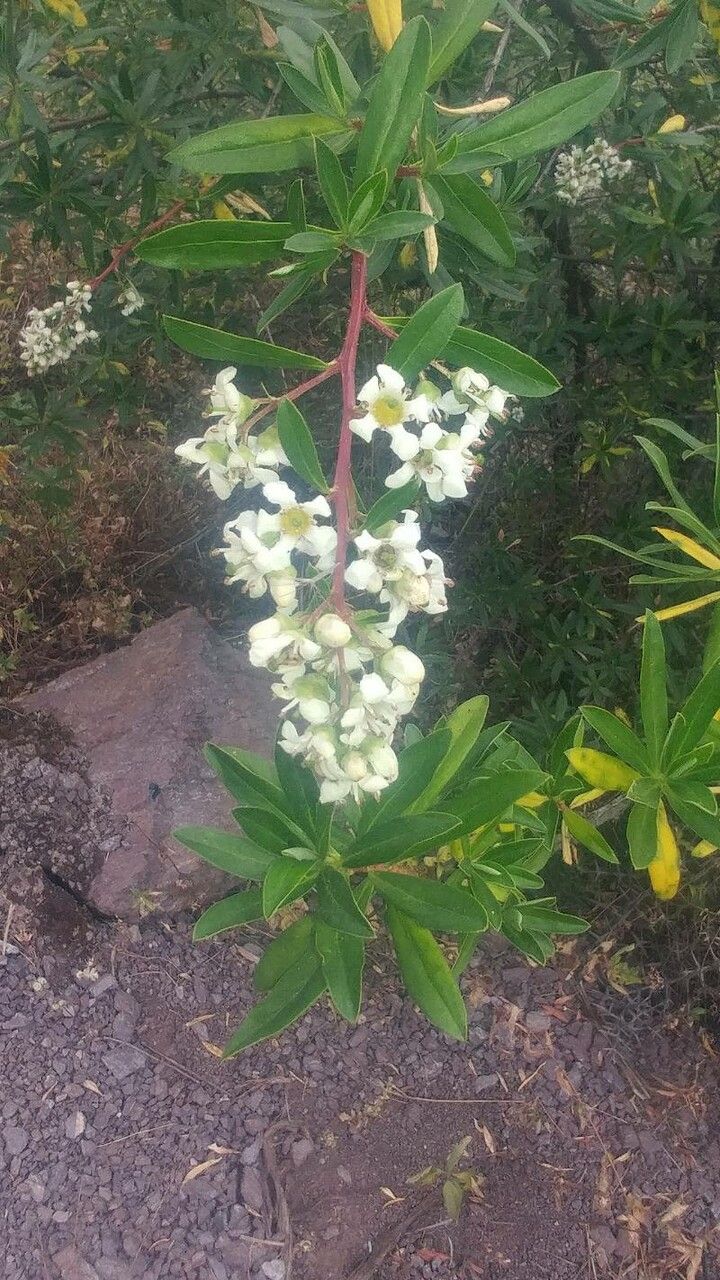 Escallonia resinosa flower