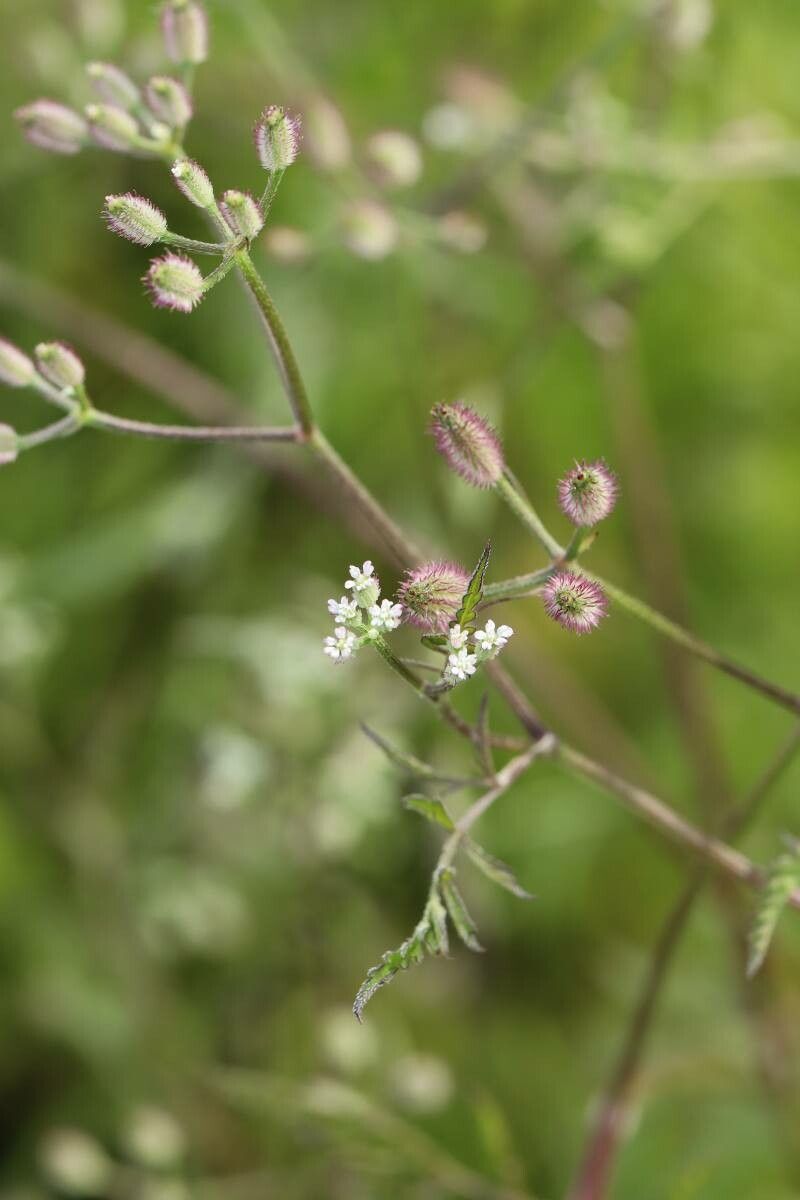 Torilis scabra — search result for 'Torilis'