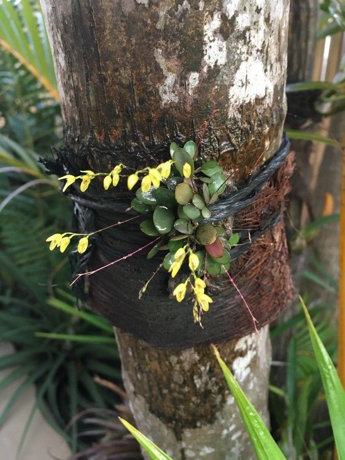 Specklinia microphylla flower