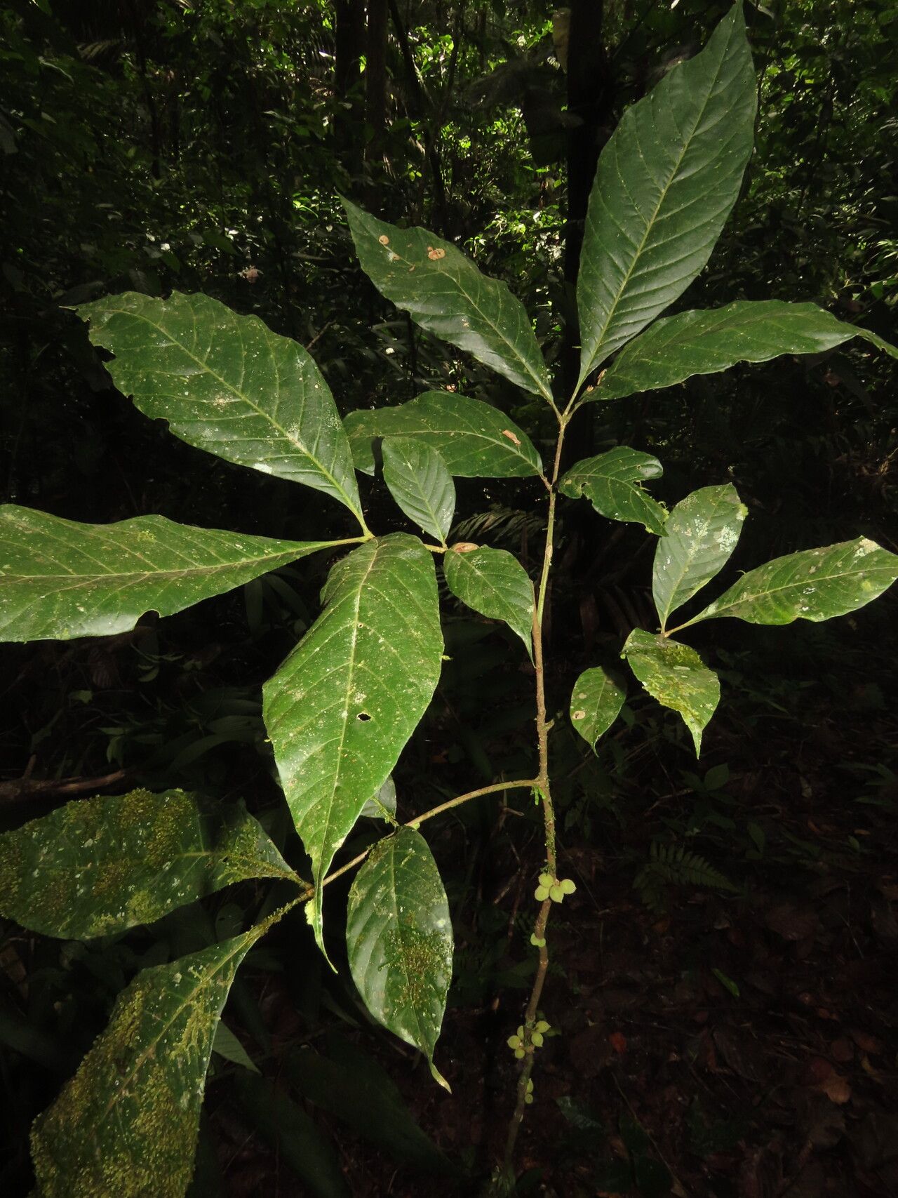 Trichilia pallida — houseplant care guide