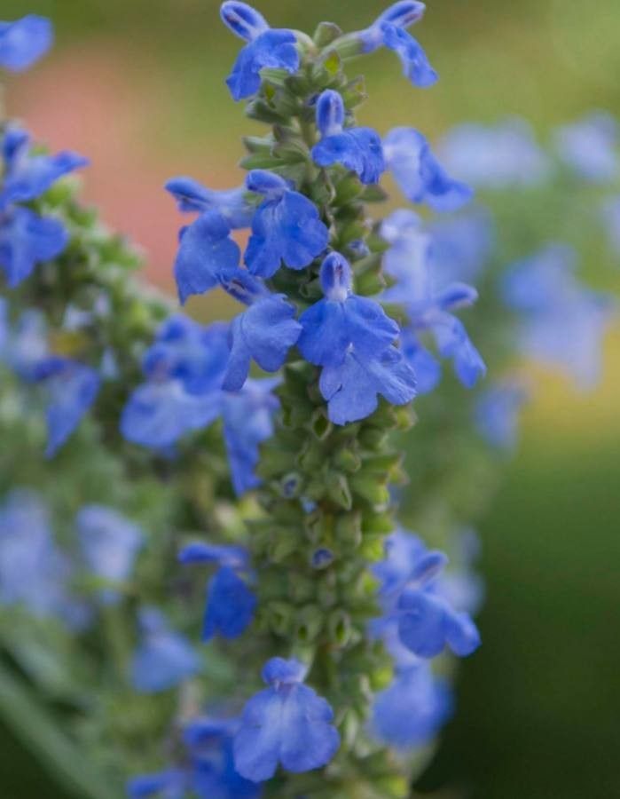 Salvia adenocaulon