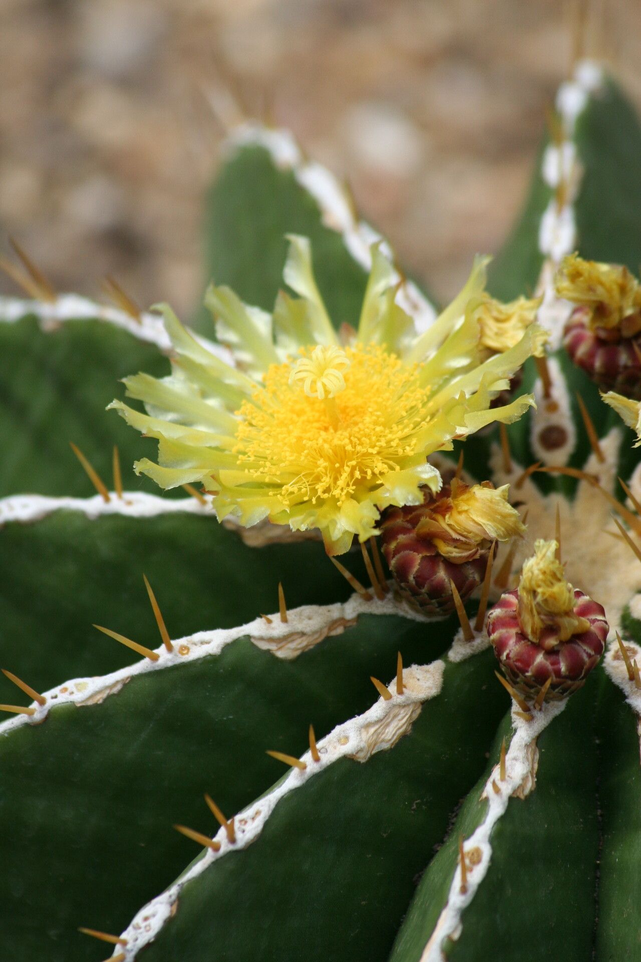 Ferocactus schwarzii flower