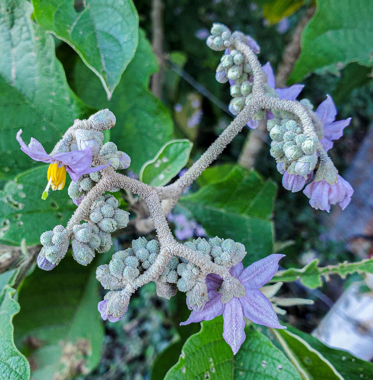Solanum brevipedicellatum — houseplant care guide