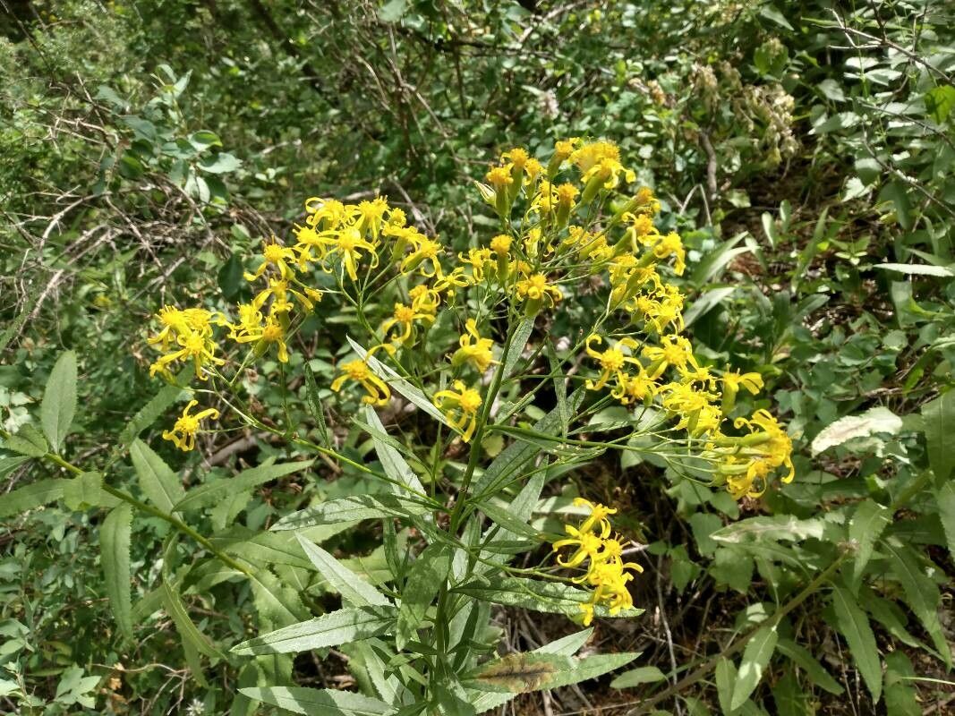 Senecio serra flower