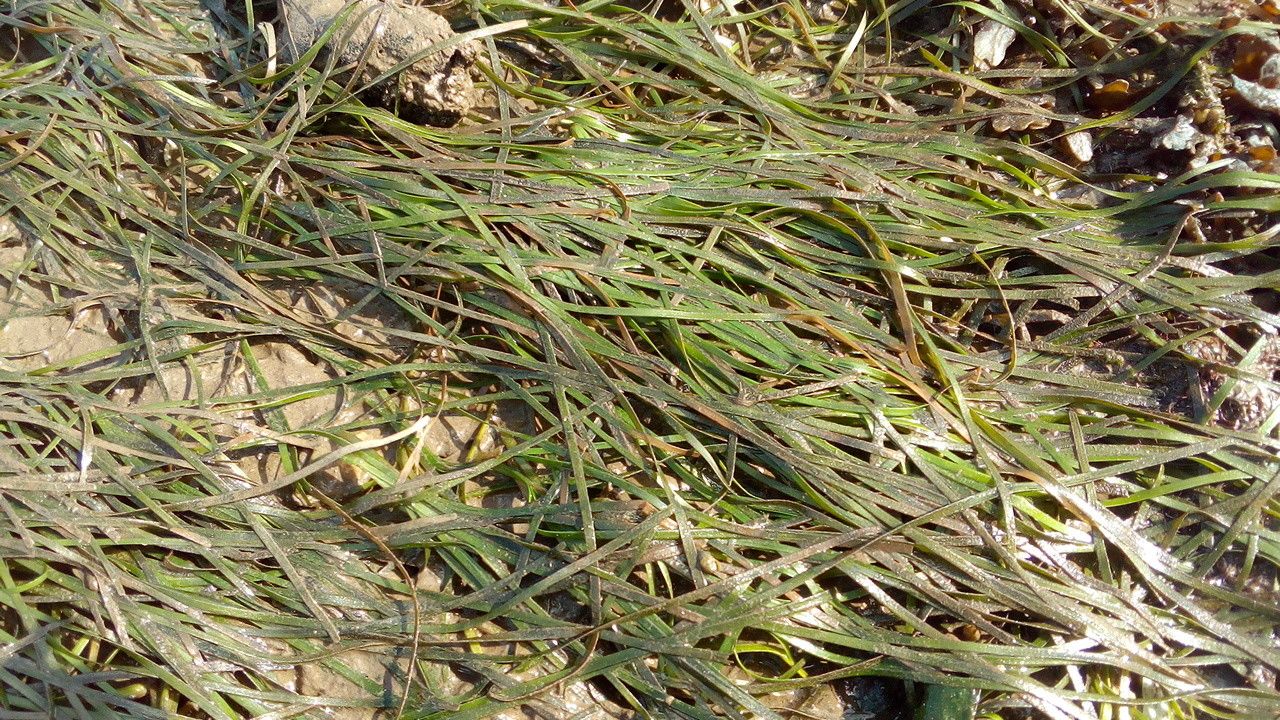 Zostera noltii habit