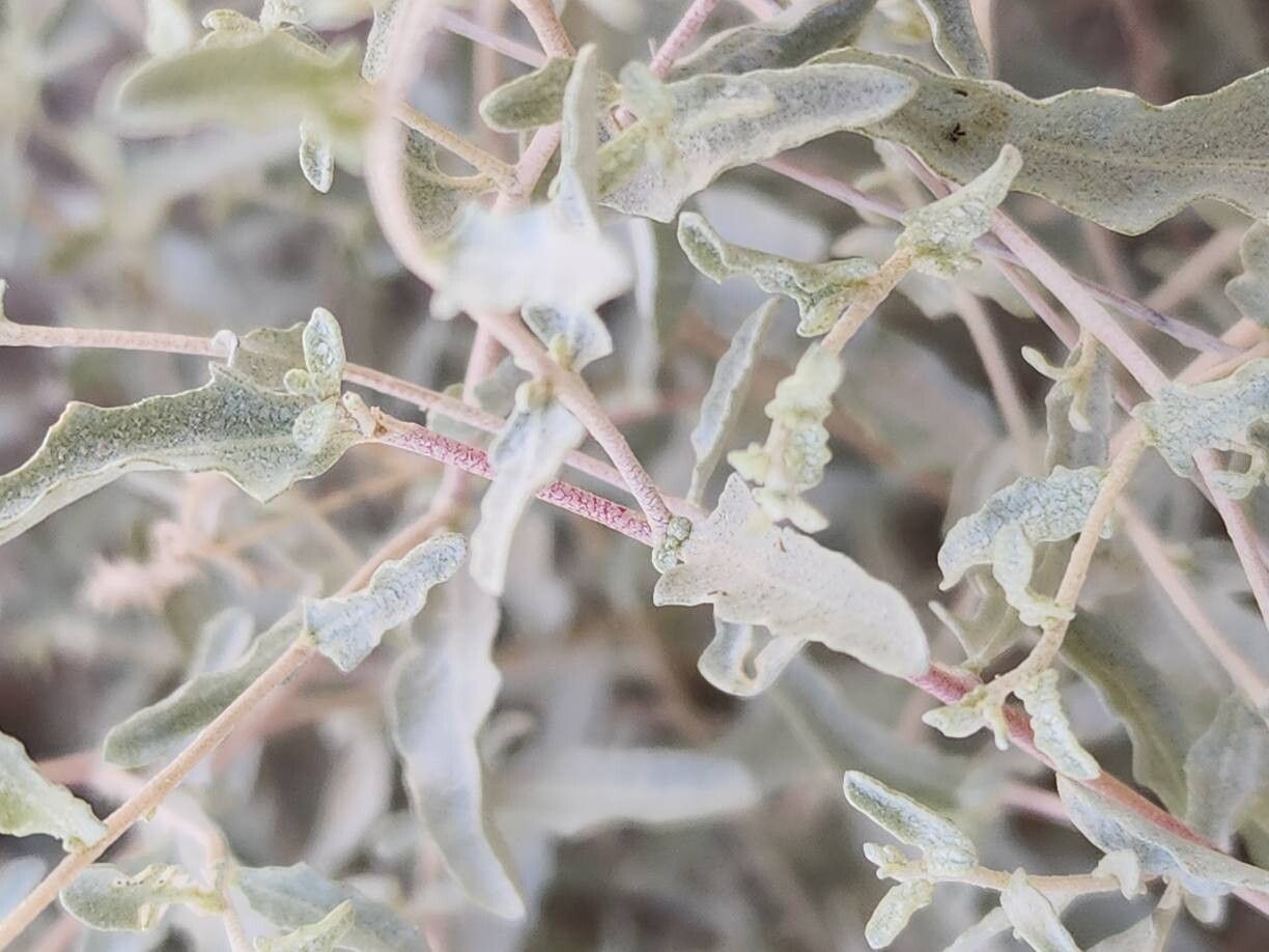 Atriplex turcomanica bark