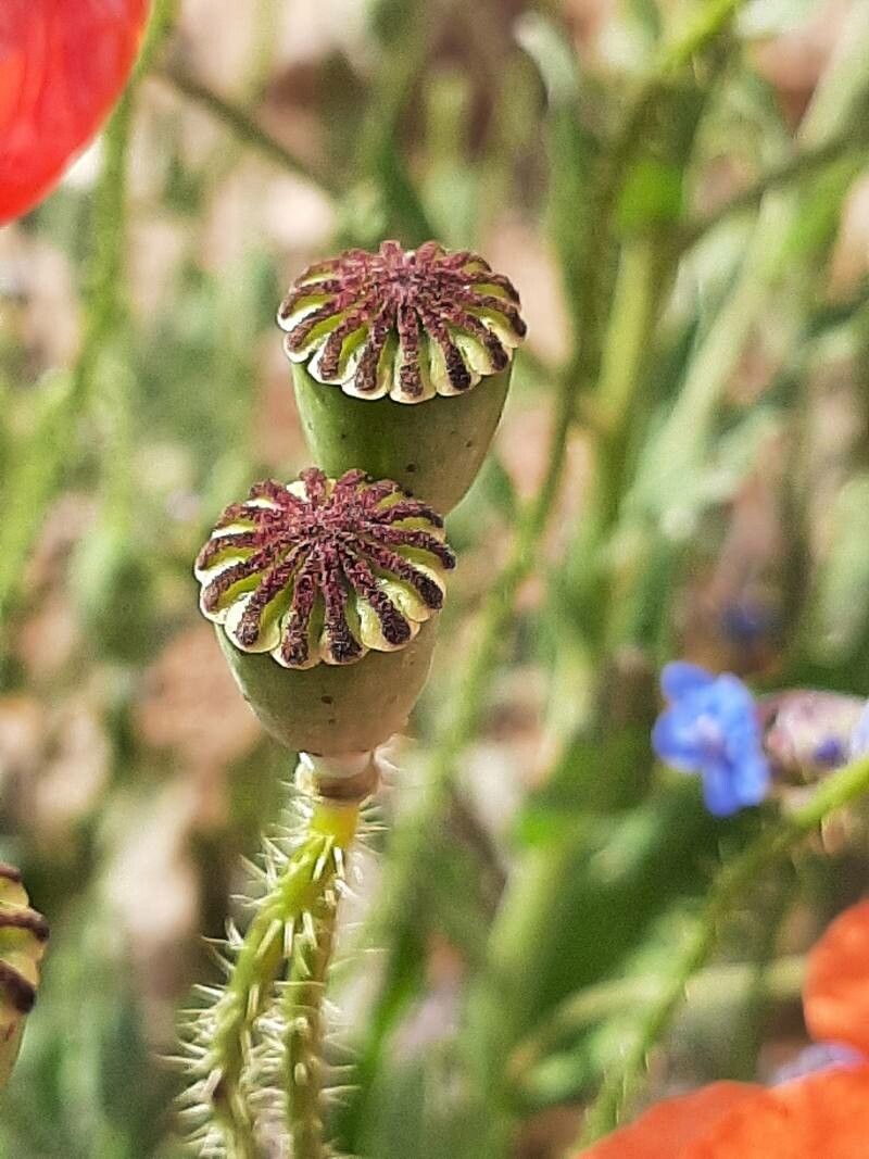 Papaver pseudoorientale fruit