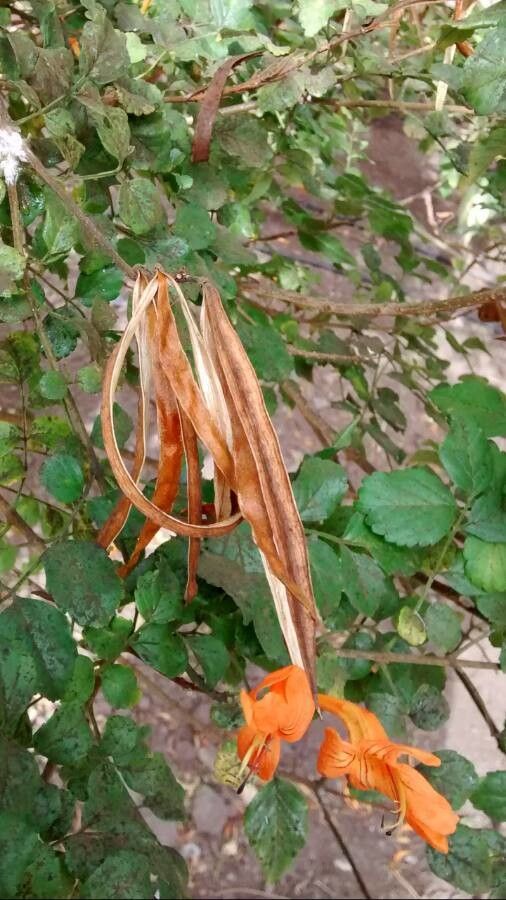 Tecomaria capensis fruit