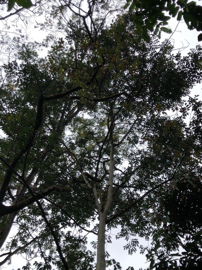 Intsia palembanica habit