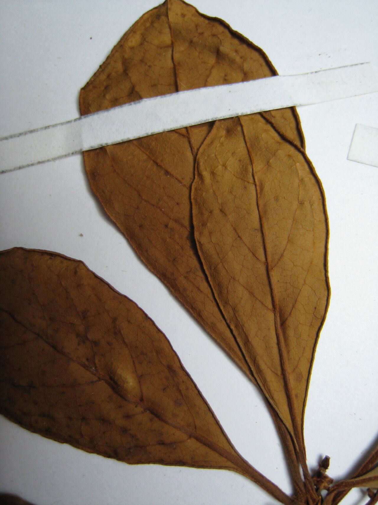 Terminalia tetraphylla — search result for 'Terminalia'