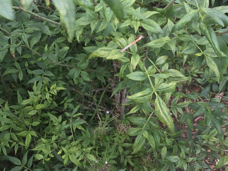 Jasminum humile leaf