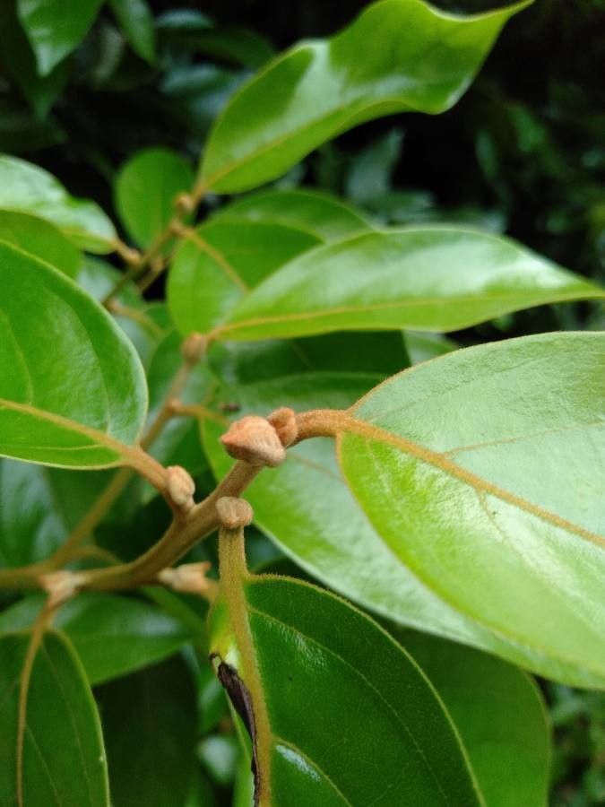 Ocotea mollifolia leaf