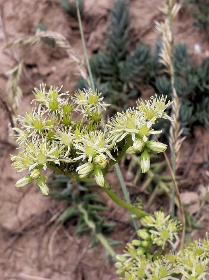 Sedum sediforme flower