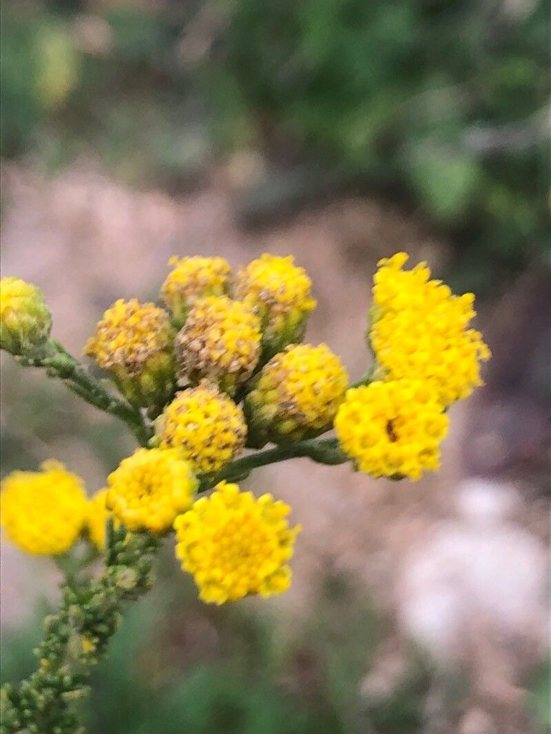 Tanacetum microphyllum flower