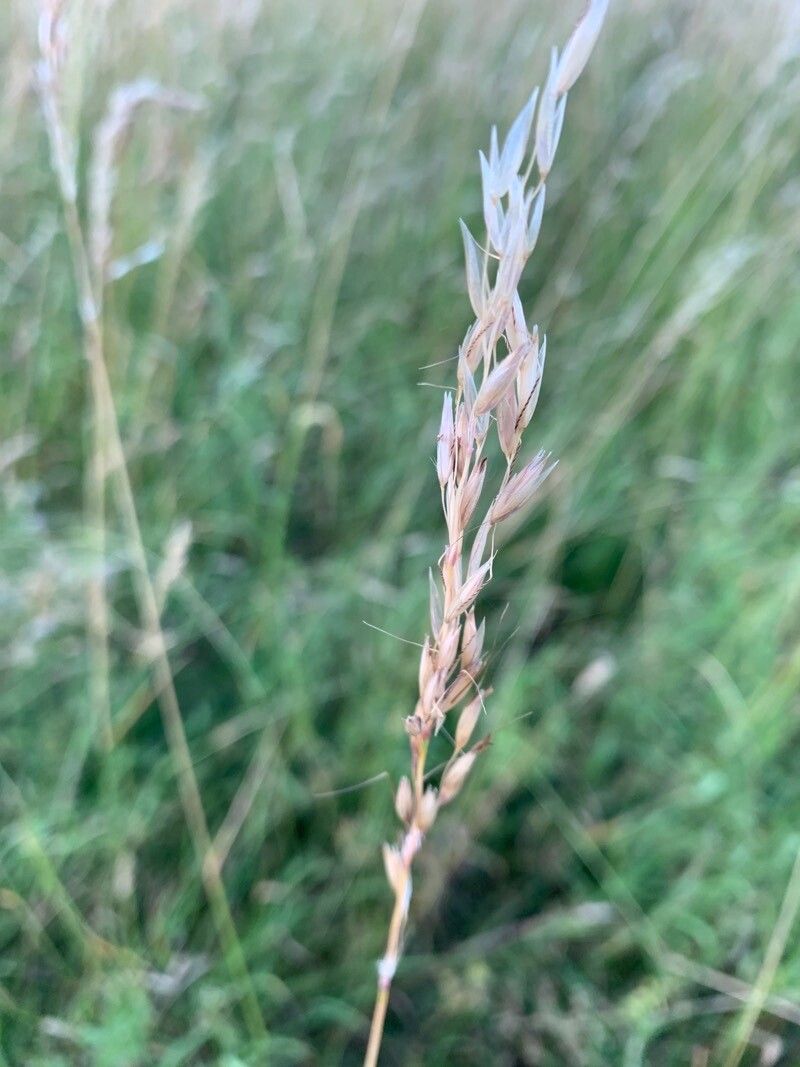 Arrhenatherum elatius — search result for 'France'