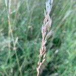 Arrhenatherum elatius