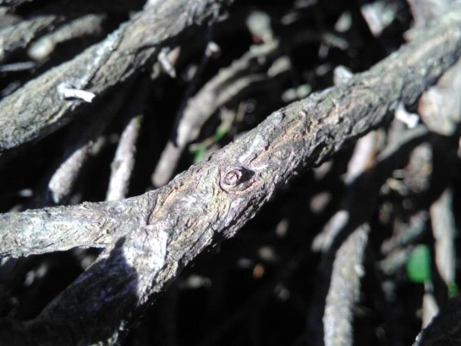 Thymelaea tartonraira bark