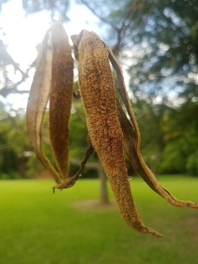 Handroanthus chrysotrichus fruit