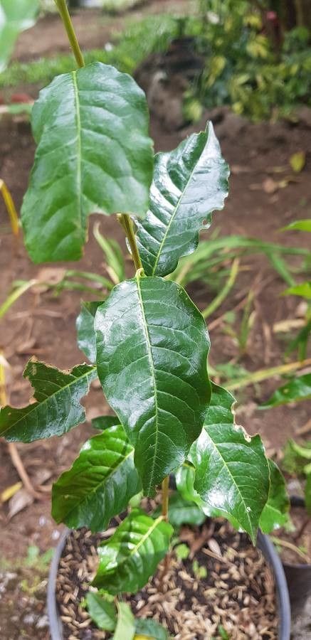 Prunus rhamnoides — houseplant care guide